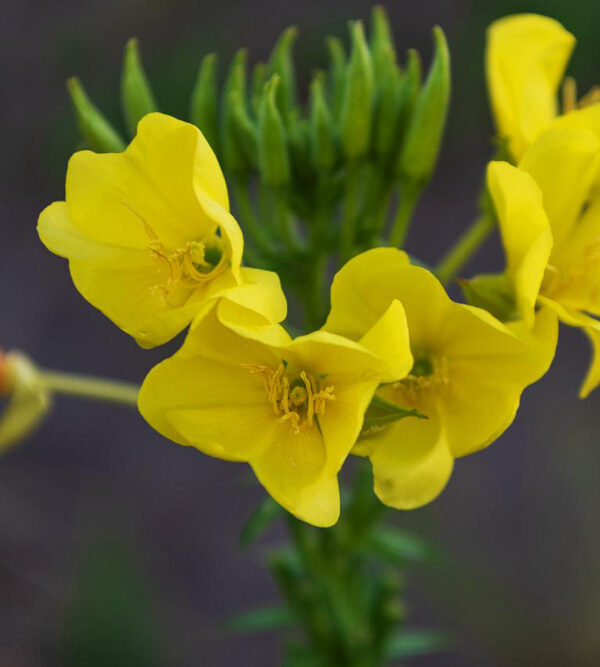 La scelta dei fiori per dire addio a una persona cara un gesto che parla al cuore
