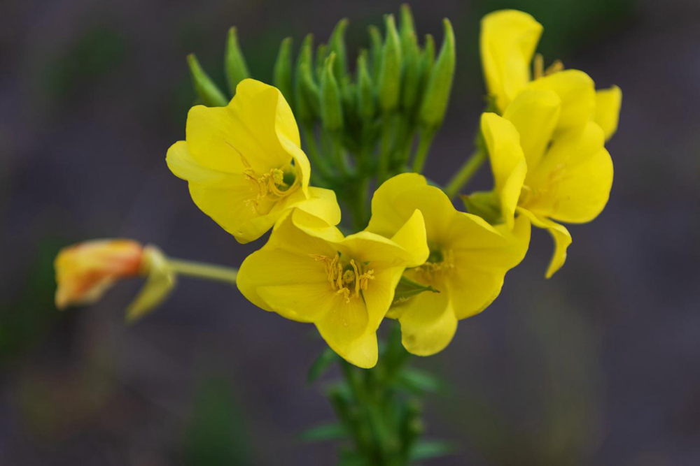 La scelta dei fiori per dire addio a una persona cara un gesto che parla al cuore