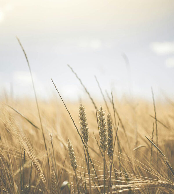 Ridare dignita alla morte un ritorno al ciclo naturale della vita